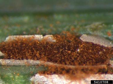 wheat stem rust (Puccinia graminis ) on common wheat (Triticum aestivum ) - 5410708