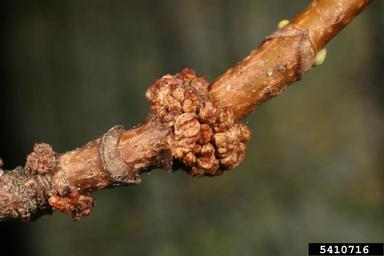 field maple bark gall mite (Aceria heteronyx ) on maple (Acer spp. ) - 5410716