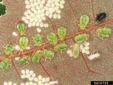 maple aphid (Periphyllus aceris ) on maple (Acer spp. ) - 5410733