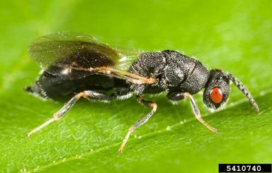 almond stone wasp (Eurytoma amygdali ) on plum/cherry (Prunus spp. ) - 5410740
