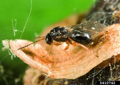 Asian chestnut gall wasp (Dryocosmus kuriphilus ) on chestnut (Castanea spp. ) - 5410742