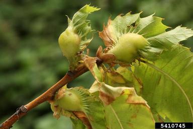 Asian chestnut gall wasp (Dryocosmus kuriphilus ) on chestnut (Castanea spp. ) - 5410745