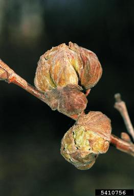 mite (Phytoptus avellanae ) on hazelnut (Corylus spp. ) - 5410756