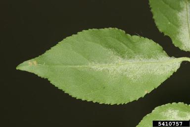 spindle tree rust mite (Cecidophyes psilonotus ) on spindletree (Euonymus spp. ) - 5410757