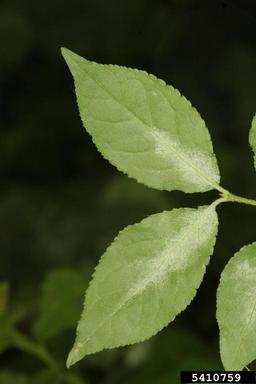 spindle tree rust mite (Cecidophyes psilonotus ) on spindletree (Euonymus spp. ) - 5410759