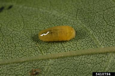 ash weevil (Stereonychus fraxini ) on ash (Fraxinus spp. ) - 5410794