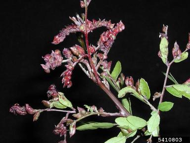 honeylocust pod gall midge (Dasineura gleditchiae ) on locust (Gleditsia spp. ) - 5410803