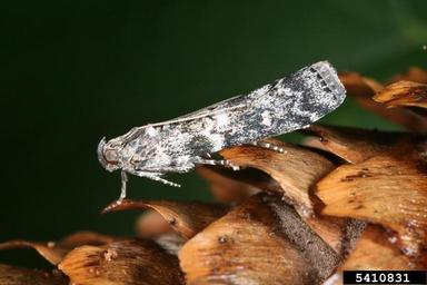 spruce coneworm (Dioryctria abietella ) on spruce (Picea spp. ) - 5410831