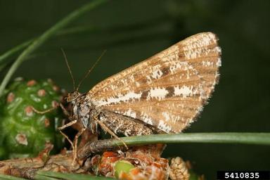 pine looper moth (Bupalus piniaria ) on spruce (Picea spp. ) - 5410835