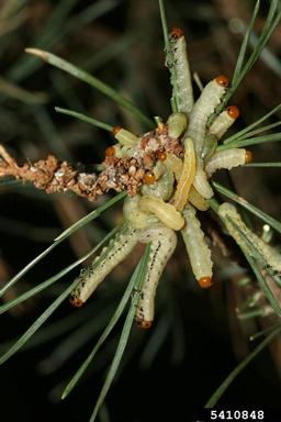 conifer sawfly (Diprion pini ) on spruce (Picea spp. ) - 5410848