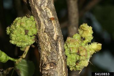 cauliflower gall mite (Aceria populi ) on aspen/poplar (Populus spp. ) - 5410853