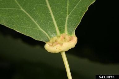 Eriophyid mite (Eriophyes diversipunctatus ) on aspen/poplar (Populus spp. ) - 5410873