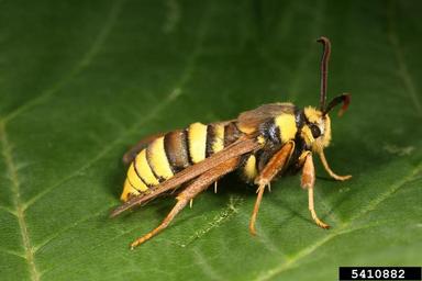 hornet moth (Sesia apiformis ) on aspen/poplar (Populus spp. ) - 5410882