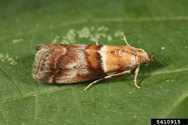 Pyralid moth (Acrobasis tumidana ) on oak (Quercus spp. ) - 5410915