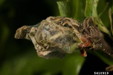 Pyralid moth (Acrobasis repandana ) on oak (Quercus spp. ) - 5410919