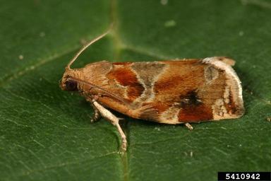 apple variegated Tortrix (Archips xylosteana ) on oak (Quercus spp. ) - 5410942