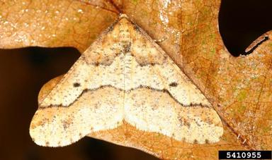 mottled umber moth (Erannis defoliaria ) on oak (Quercus spp. ) - 5410955