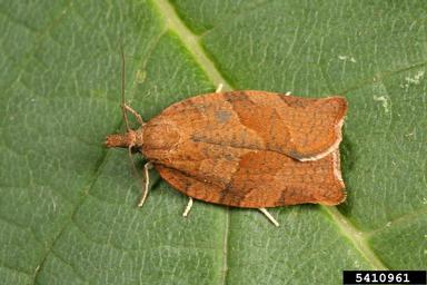 dark fruit-tree tortrix (Pandemis heperana ) on oak (Quercus spp. ) - 5410961