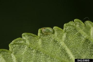 sawfly (Aproceros leucopoda ) on elm (Ulmus spp. ) - 5410980