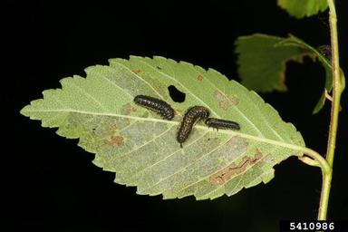 elm leaf beetle (Xanthogaleruca luteola ) on elm (Ulmus spp. ) - 5410986