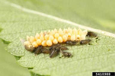 elm leaf beetle (Xanthogaleruca luteola ) on elm (Ulmus spp. ) - 5410988