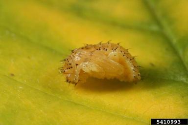elm leaf beetle (Xanthogaleruca luteola ) on elm (Ulmus spp. ) - 5410993