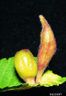 aphid (Tetraneura ulmi ) on elm (Ulmus spp. ) - 5410997
