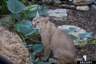 bobcat, Lynx rufus  (Carnivora: Felidae) - 5411007