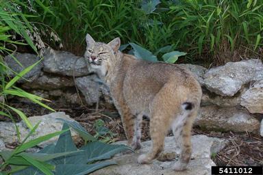 bobcat, Lynx rufus  (Carnivora: Felidae) - 5411012