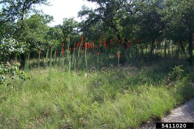 standing-cypress, Ipomopsis rubra  (Solanales: Polemoniaceae) - 5411020