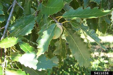 chinkapin oak, Quercus muehlenbergii  (Fagales: Fagaceae) - 5411036