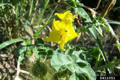 buffalobur, Solanum rostratum  (Solanales: Solanaceae) - 5411051