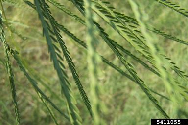 Mexican palo-verde, Parkinsonia aculeata  (Fabales: Fabaceae (Leguminosae)) - 5411055