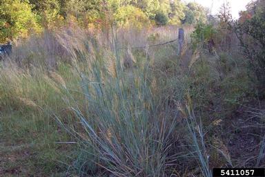 yellow Indiangrass, Sorghastrum nutans  (Cyperales: Poaceae) - 5411057
