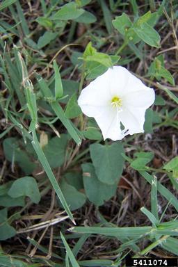 field bindweed, Convolvulus arvensis  (Solanales: Convolvulaceae) - 5411074