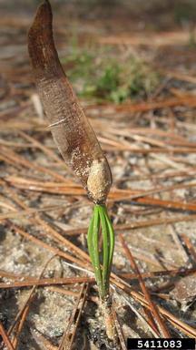 longleaf pine, Pinus palustris  (Pinales: Pinaceae) - 5411083