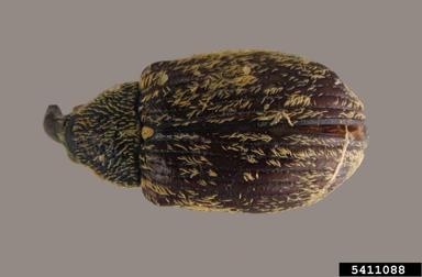 pepper weevil, Anthonomus eugenii  (Coleoptera: Curculionidae) - 5411088