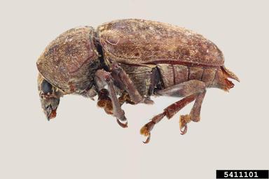 Mauna Loa bean beetle, Araecerus cumingi  (Coleoptera: Anthribidae) - 5411101
