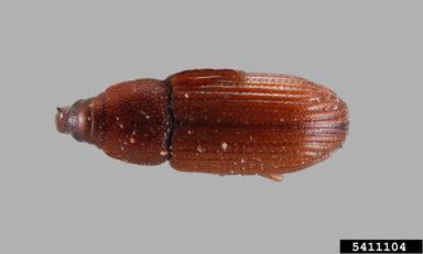 broadnosed grain weevil, Caulophilus oryzae  (Coleoptera: Curculionidae) - 5411104