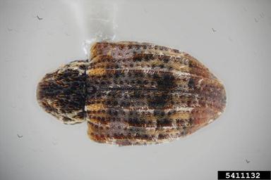 weevil, Conotrachelus carolinensis  (Coleoptera: Curculionidae) - 5411132