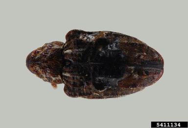 plum curculio, Conotrachelus nenuphar  (Coleoptera: Curculionidae) - 5411134