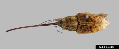 large chestnut weevil, Curculio caryatrypes  (Coleoptera: Curculionidae) - 5411140
