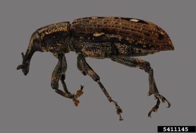 cypress weevil, Eudociminus mannerheimii  (Coleoptera: Curculionidae) - 5411145