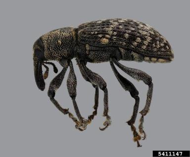 southern pine root weevil, Hylobius aliradicis  (Coleoptera: Curculionidae) - 5411147