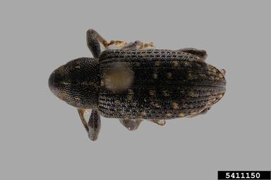 pine root collar weevil, Hylobius radicis  (Coleoptera: Curculionidae) - 5411150