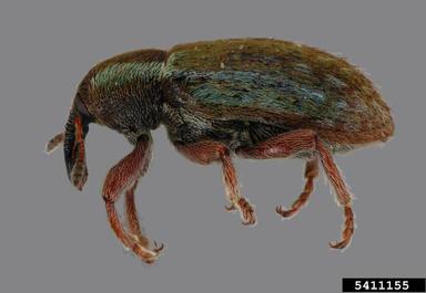 lesser clover leaf weevil, Hypera nigrirostris  (Coleoptera: Curculionidae) - 5411155