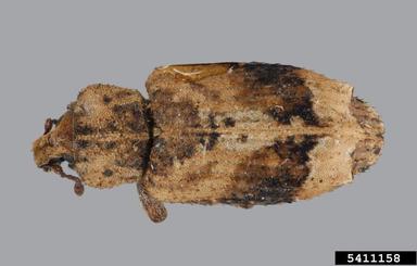 weevil, Listroderes apicalis  (Coleoptera: Curculionidae) - 5411158