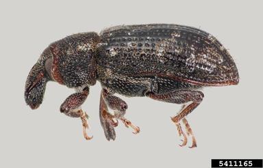 weevil, Listronotus anthracinus  (Coleoptera: Curculionidae) - 5411165