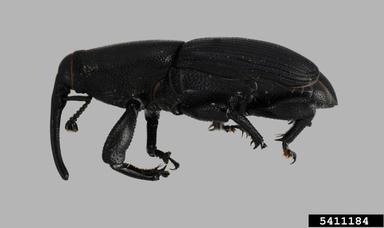 yucca weevil, Scyphophorus yuccae  (Coleoptera: Curculionidae) - 5411184