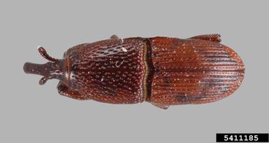 granary weevil, Sitophilus granarius  (Coleoptera: Curculionidae) - 5411185